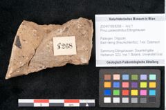 Foto (Objekt + Etikett) von Pinus palaeostrobus Ettingshausen (NHMW-GEO-2024-0188-8268)